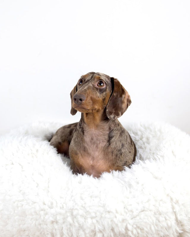 POD PET BED