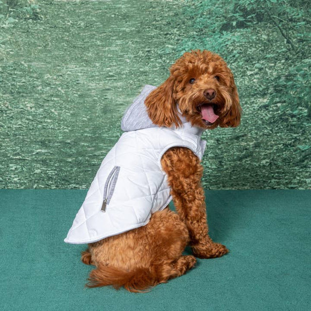 Weekender Pet Sweatshirt Hoodie - White