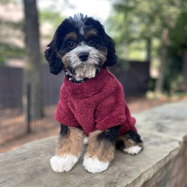 Soft Plush Dog Pullover - Burgundy