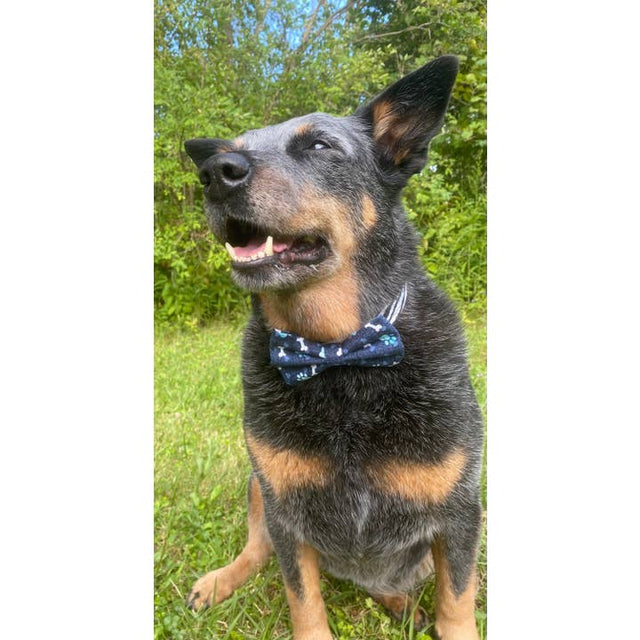 Blue Paw Print Dog Bowtie