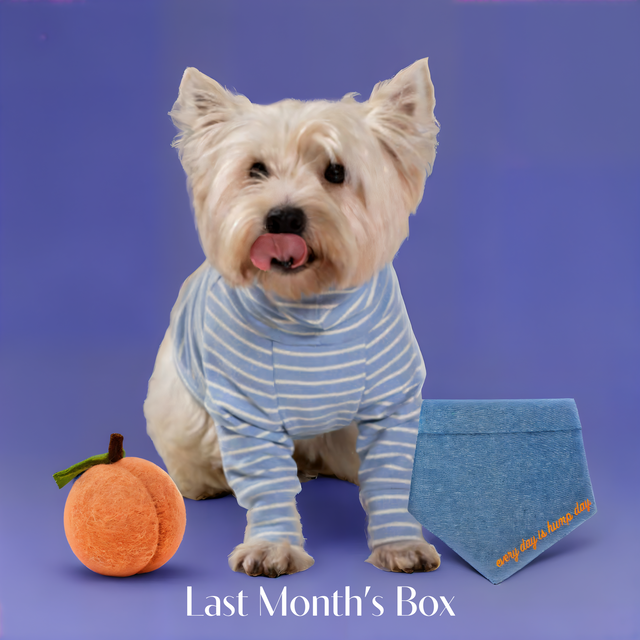 Pet Box