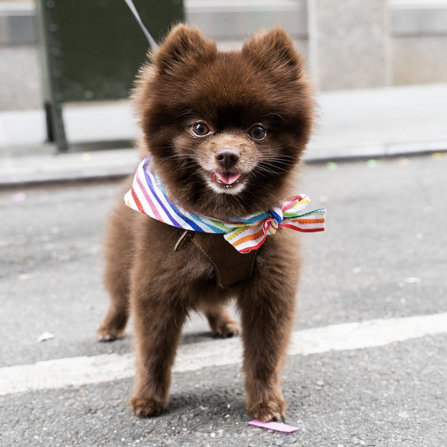 PRIDE BANDANAS