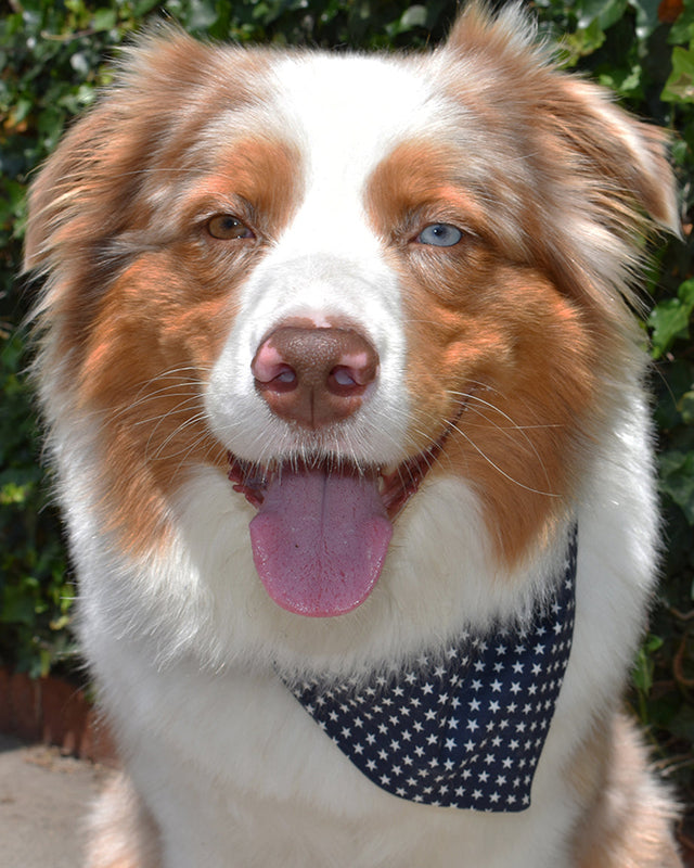 CLASSIC BANDANA