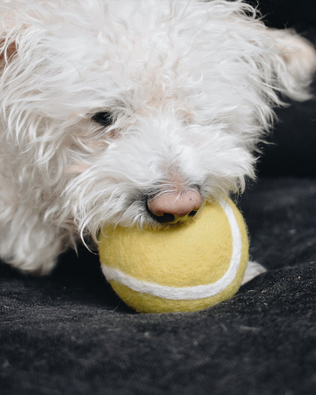 WOOL TENNIS BALL