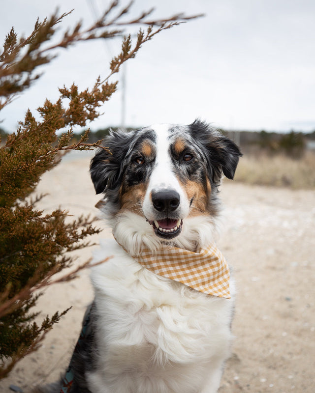 GINGHAM BANDANA