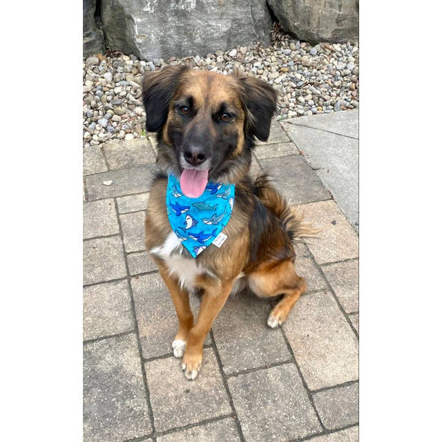 Sharks Dog Bandana